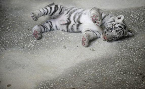 Зубков: Тигрята в зоопарке умерли от вируса «кошачьей чумки» 
