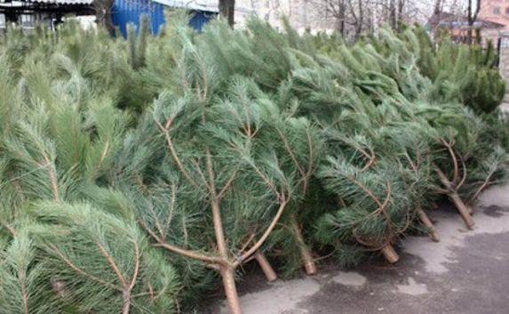 Новогодние ёлки проверяют на жуков-вредителей