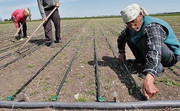 Канализационную воду в Крыму используют для орошения полей