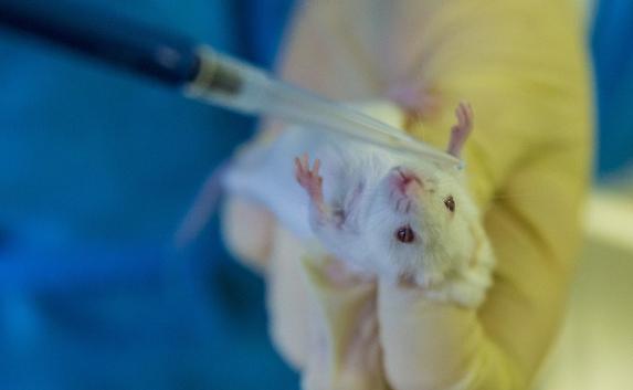 Российские учёные вживили мыши орган, напечатанный на биопринтере