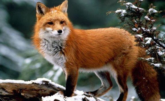 Отстрел лис начнут в севастопольских лесах