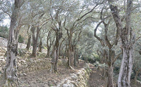 Хурму, оливки и зизифус высадили в Крыму