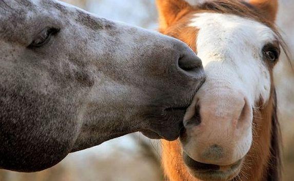 14-летняя девочка украла лошадей из частной конюшни в Балаклаве