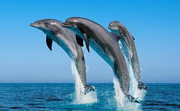 Минобороны закупит пять черноморских дельфинов 