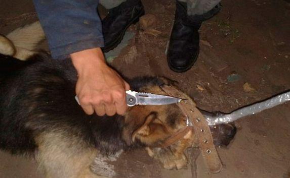 Двоих симферопольцев осудили за жестокое убийство собаки