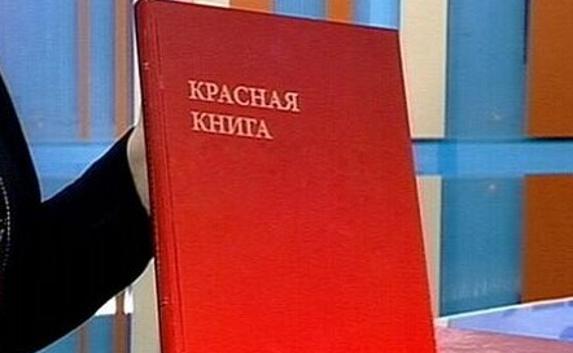 Красную книгу Севастополя допишут к концу лета
