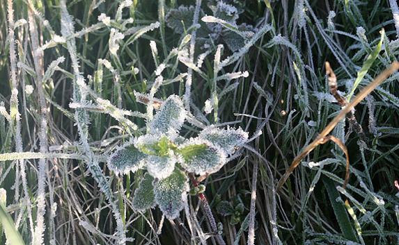 На выходных в Крыму ожидаются заморозки