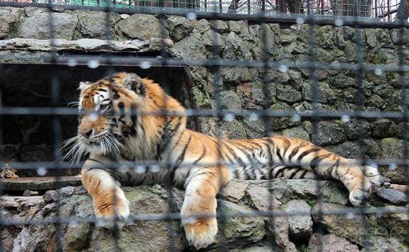 Крымские зоопарки будут выращивать тигров и львов для Китая