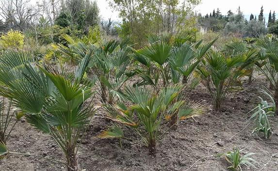 В Никитском ботсаду посадили пальмовую рощу