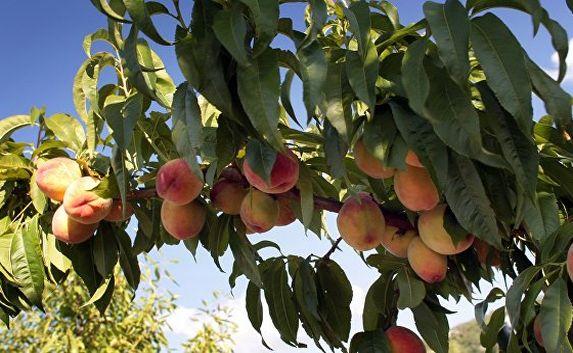 Заморозки убили большую часть урожая абрикоса и персика в Крыму