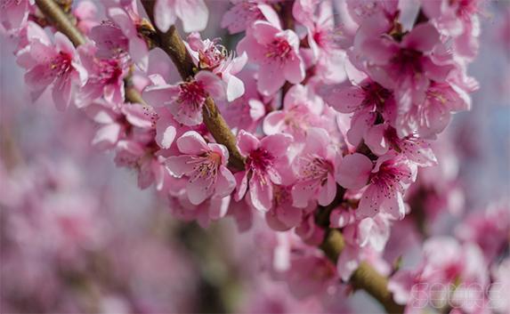 «Персиковый» фоторепортаж: под Севастополем цветут сады