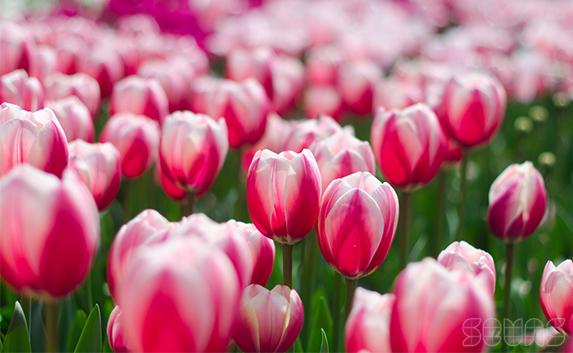 Парад тюльпанов открылся в Никитском ботаническом саду