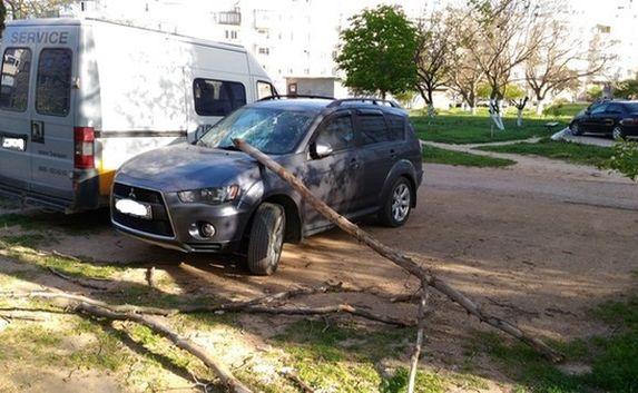 Деревья против машин: Сухая ветка разбила стекло «Митсубиси» 