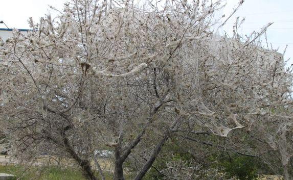 Яблоневая моль пожирает деревья в Севастополе