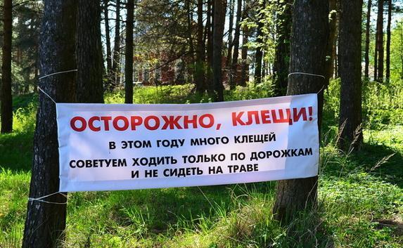 Роспотребнадзор: за май клещи покусали две тысячи крымчан 