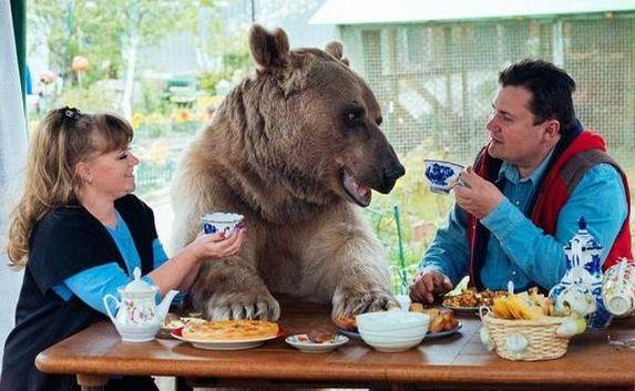 В российской семье 23 года живёт... ласковый медведь Степан