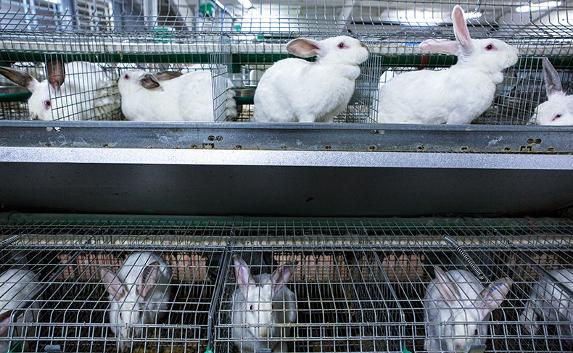 Фермерам-новичкам дадут гранты на разведение рыб, птиц и кроликов