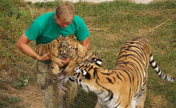В «Тайгане» родились четыре амурских тигрёнка