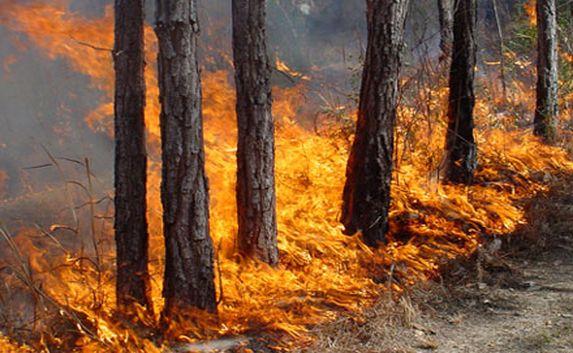 Непотушенный костёр привёл к пожару в заповеднике Ялты