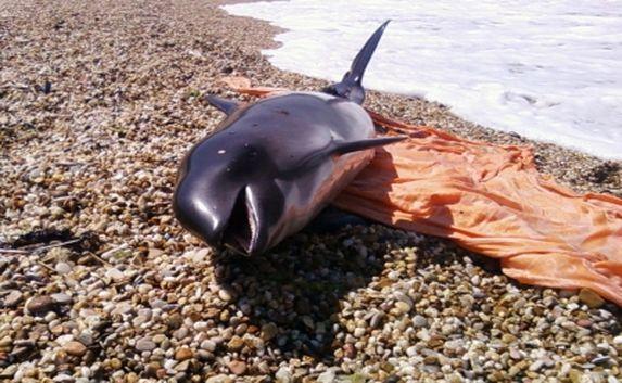 Выброшенного на берег дельфина спасли в Крыму