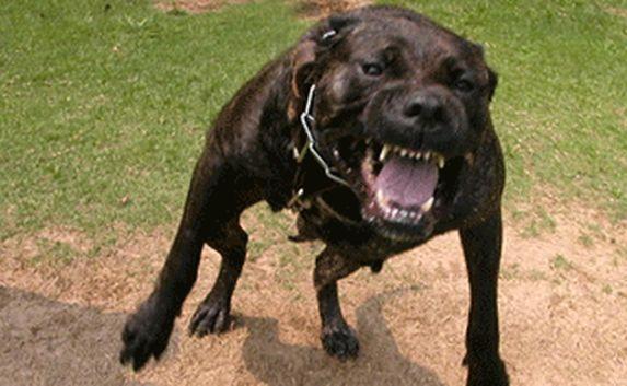 Полицейские в Крыму застрелили бойцовскую собаку