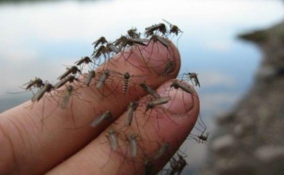 Крымчан заедают комары — Роспотребнадзор назвал виновных