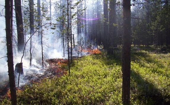 МЧС предупреждает: в пожароопасный период посещение леса запрещено 