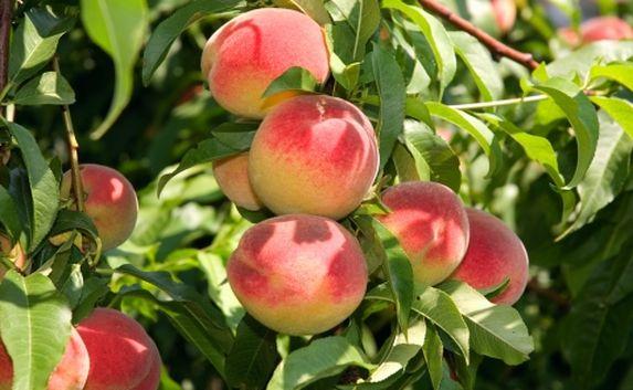 ​За кражу персиков из сада злоумышленникам могут дать срок