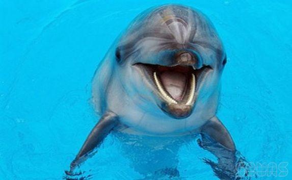 Севастопольский дельфинарий начнёт работу через 10 дней