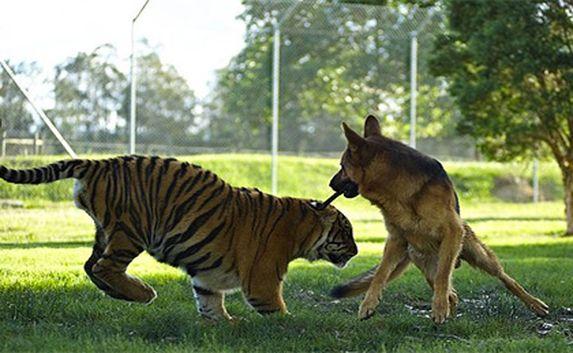 Тигр подружился с немецкой овчаркой в зоопарке Австралии