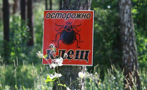 В июне от укусов клещей в Крыму пострадали около тысячи человек