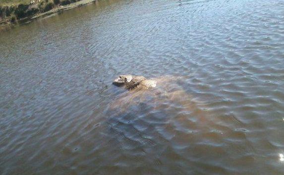 Обнаружен мёртвый мужчина в крымской реке 