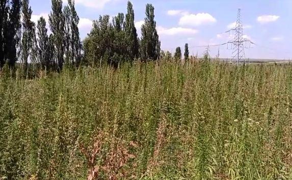 В Белогорском районе обнаружено поле с коноплёй: 500 тысяч кустов