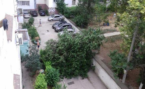 Дерево упало на припаркованную машину в Севастополе