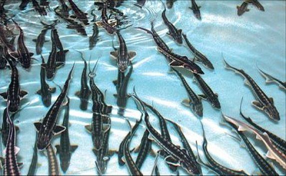 Ценные сорта рыбы начнут разводить в Севастополе