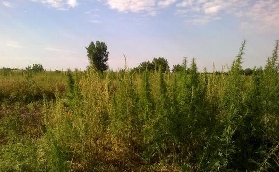 Жители Красногвардейского района Крыма уничтожили «наркоурожай»