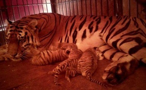 Рождённого в Севастополе амурского тигрёнка назовут в честь города-героя