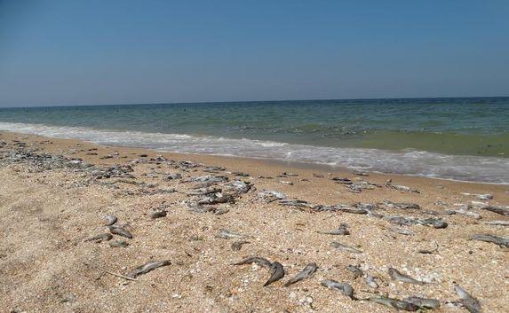 Мёртвую рыбу вывозят тоннами с пляжей в Крыму — запрет на купание