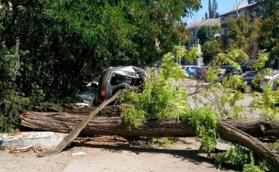 Упавшее дерево в Севастополе повредило два автомобиля