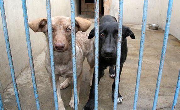 Двое крымчан получат до двух лет за избиение собаки
