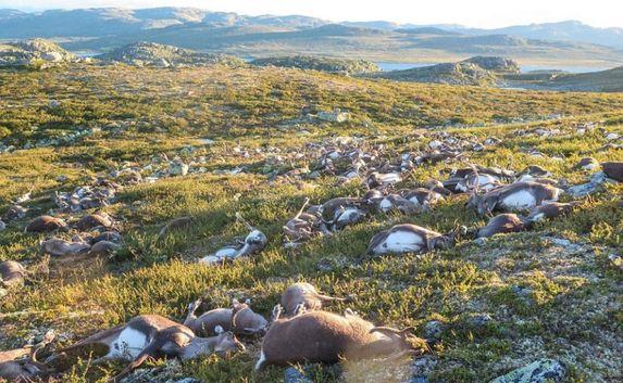 От удара молнии одновременно погибли 323 оленя в Норвегии (видео)