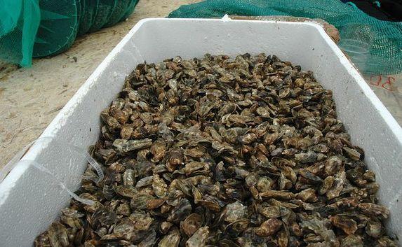 Рыбоводные предприятия вырастили 39 тонн мидий и устриц в Крыму