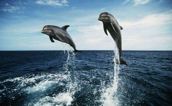 Дельфины общаются между собой подобно людям 