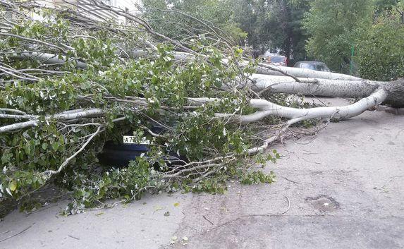 Сильным ветром повалило дерево в севастопольском дворе