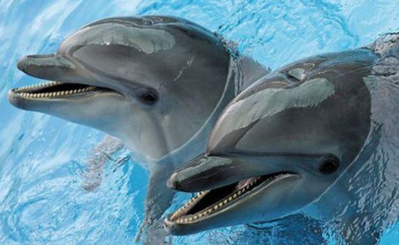 Ялтинский дельфинарий хотят закрыть из-за нарушений