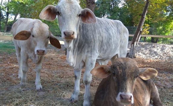 В парке Бахчисарая поселились «мраморные» коровы