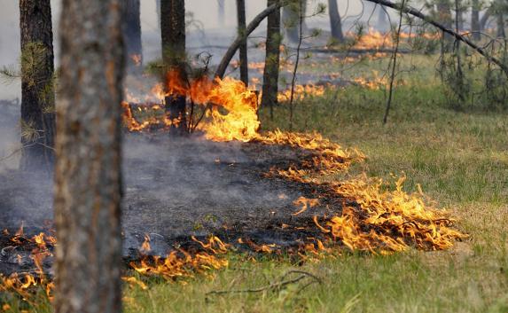 Из-за неосторожного обращения с огнём в Севастополе горел лес