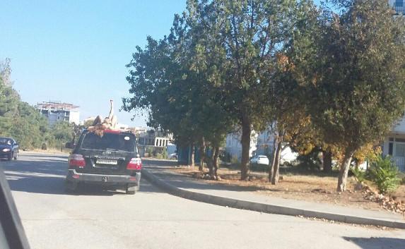 Две дамы плясали на крыше едущего джипа в Омеге — фотофакт