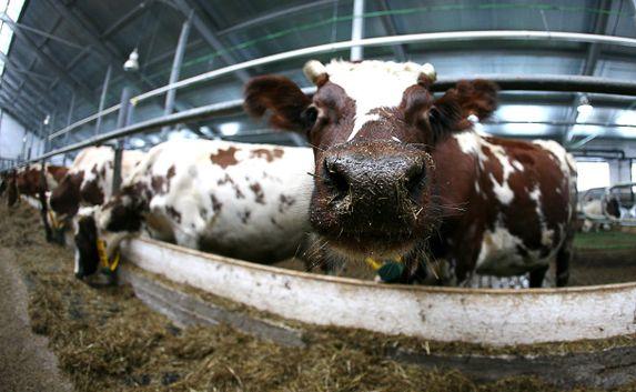 Животноводческая ферма из Крыма победила во всероссийском конкурсе
