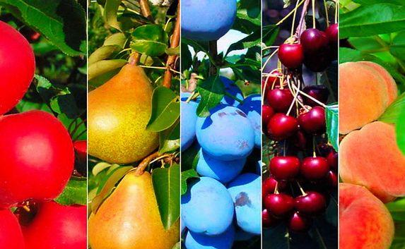 Садоводам из Крыма представят новые сорта плодово-ягодных культур